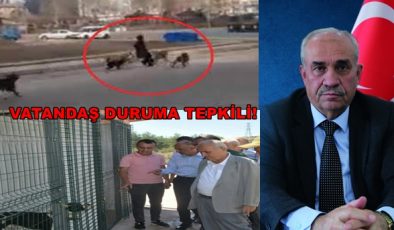 Boyabat Belediye Başkanı Coşar, Başıboş Köpekler İlçede Tehlike Saçıyor