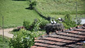 Sinop’ta leylek yavruları, sağlık kontrolünden geçirilip halkalandı