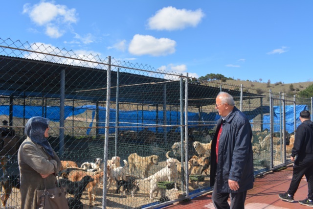 Başkan Adayı Hasan Kara Sokak Hayvanları Konusuna değindi