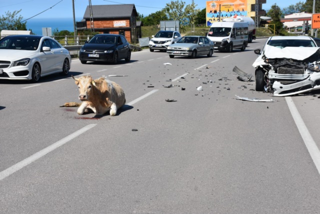 Sinop'ta Otomobilin Çarpıştı İnek Yaralandı67