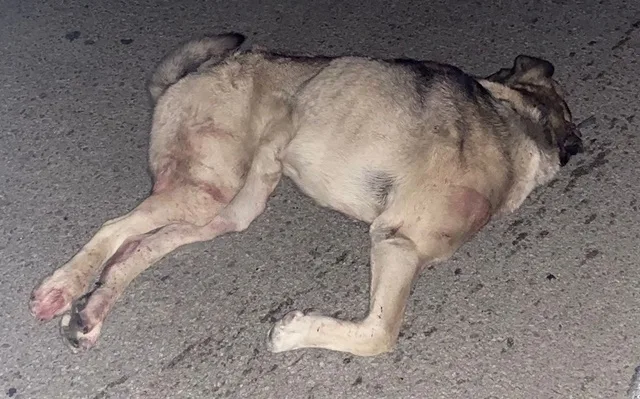 Otomobilin Önüne Çıkan Köpek Canından Oldu, Araçta Maddi Hasar Oluştu55