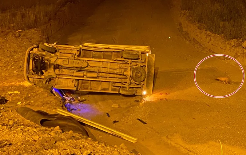 Boyabat'ta Trafik Kazası Kaza Yerinde Tilki Meraklı Bakışları Üzerine Çekti06