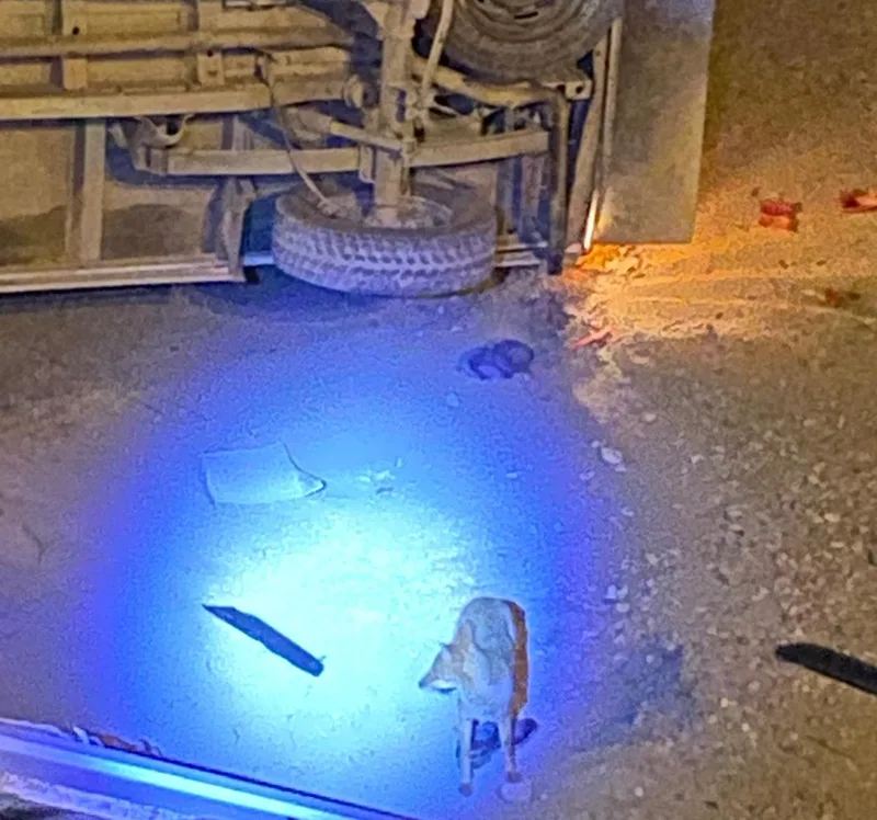 Boyabat'ta Trafik Kazası Kaza Yerinde Tilki Meraklı Bakışları Üzerine Çekti0022