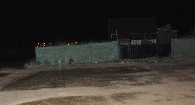 sinop boyabat tilki kurtarma operasyonu itfaiyeci 0123498
