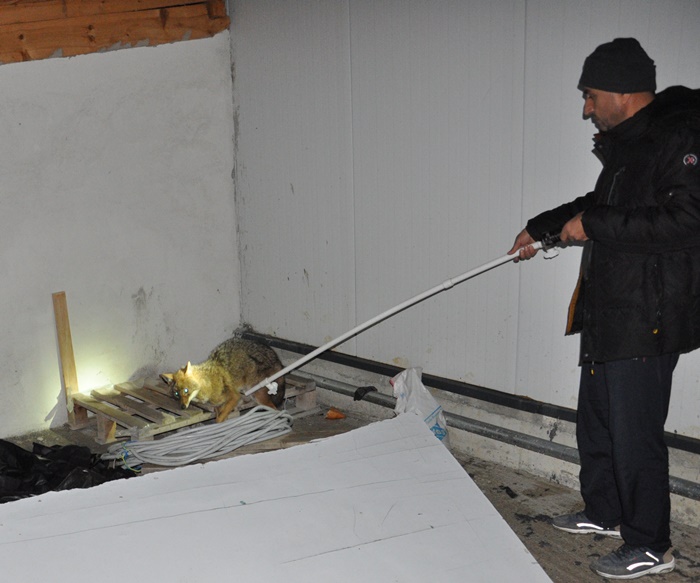 sinop boyabat tilki kurtarma operasyonu itfaiyeci 777777